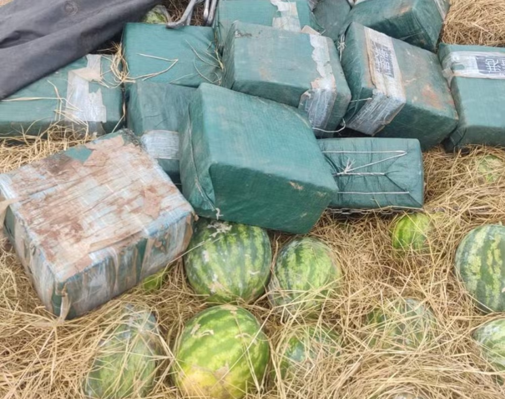 Grupo flagrado com cocaína escondida em carga de melancia pode estar ligado a outras apreensões de drogas, diz inquérito