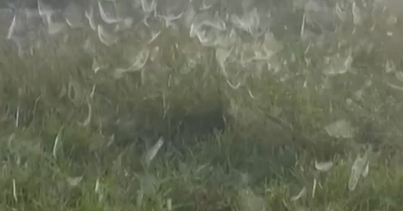 ‘Parece até uma praga’: produtor encontra pasto completamente coberto com teias de aranha; veja vídeo