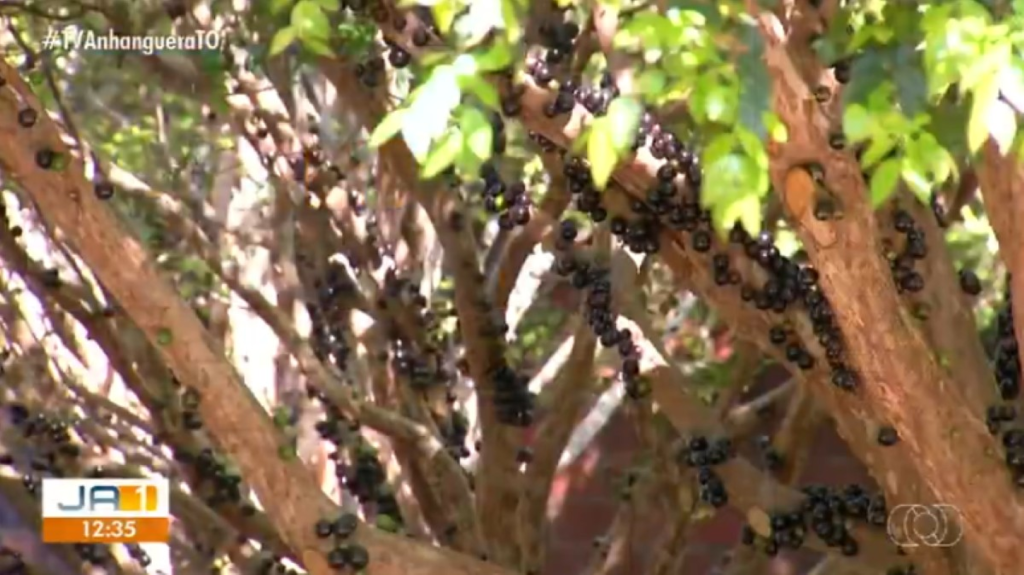Com início da colheita, pomares de jabuticaba estão abertos para visitação em Taquaruçu