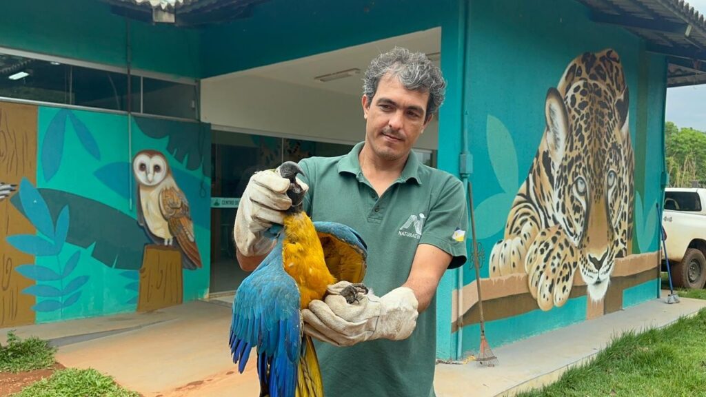 Arara com asa ferida é resgatada após se abrigar em casa na região sul de Palmas e ficar quatro dias sem comer