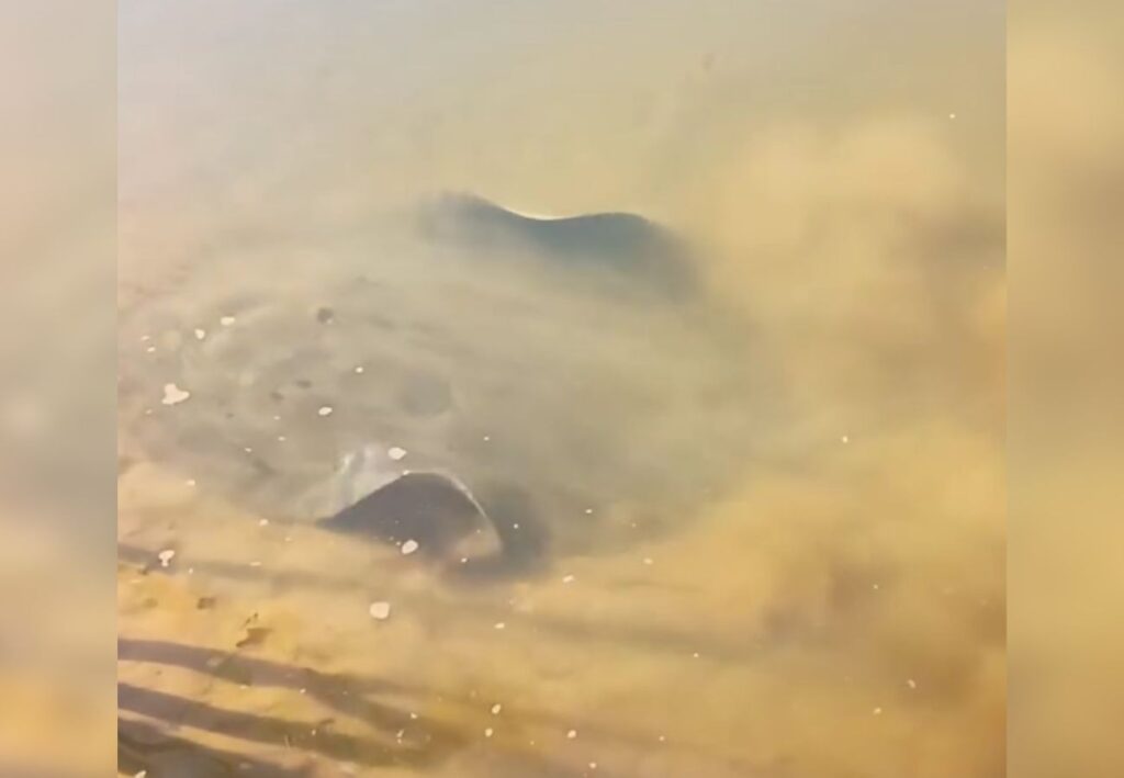 Arraia avistada na margem do Rio Araguaia chama atenção de banhistas pelo tamanho; VÍDEO