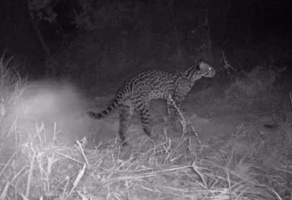 Ciclista que faz trilhas e monitora animais com câmeras no cerrado viraliza com vídeos noturnos