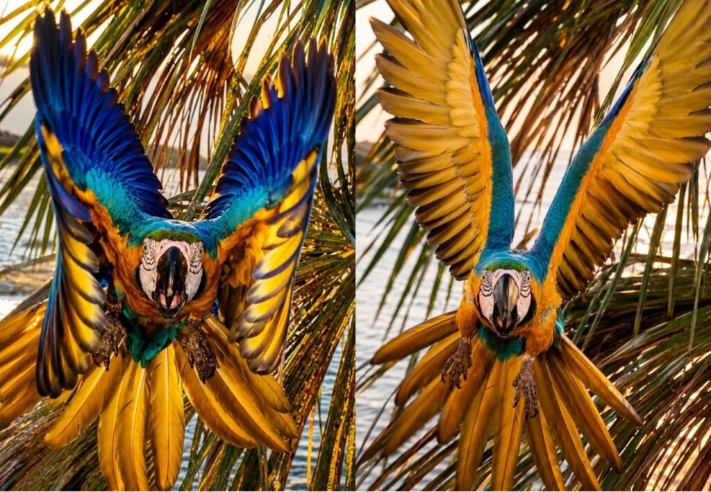Arara-canindé é fotografada alçando voo majestoso para tentar “espantar” drone em orla de praia no TO; VÍDEO
